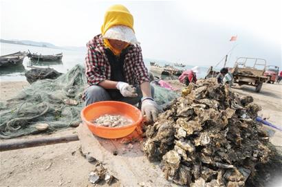 青島沿海沒(méi)魚(yú)吃加工廠關(guān)門(mén) 金鉤海米消失