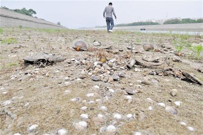 膠南風河干涸 土地裂縫3指寬河蚌魚蝦變干尸