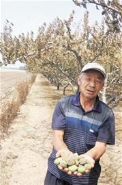 村民放火燒麥茬烤死80棵桃樹 上萬(wàn)元打水漂