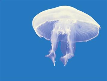 百斤海蜇來(lái)襲一浴1天30人被蟄 受傷應(yīng)用海水沖洗