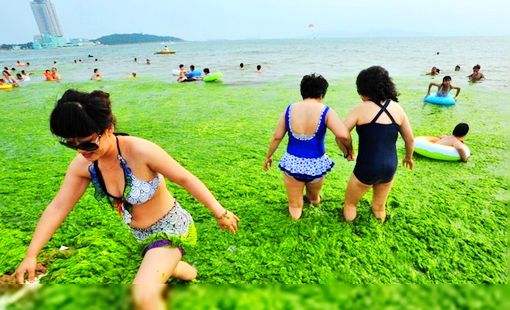 青島浴場(chǎng)清理滸苔3萬噸 游客草叢中跋涉