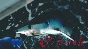 水產(chǎn)專家雷語(yǔ):拒吃魚翅才是極大浪費(fèi)