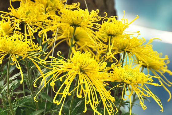 青島中山公園30萬盆菊花爭(zhēng)奇斗艷