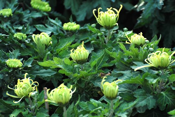 青島中山公園30萬盆菊花爭(zhēng)奇斗艷