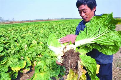 青島早熟大白菜跌至四年最低價(jià) 5分錢(qián)一斤也難賣(mài)
