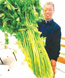大個(gè)白菜蘿卜漸遭市場(chǎng)淘汰