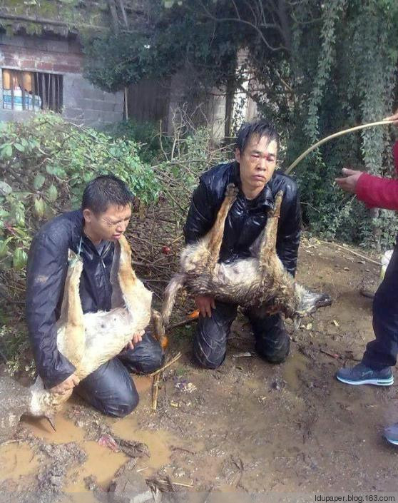 在農(nóng)村偷狗被抓到就是這下場！