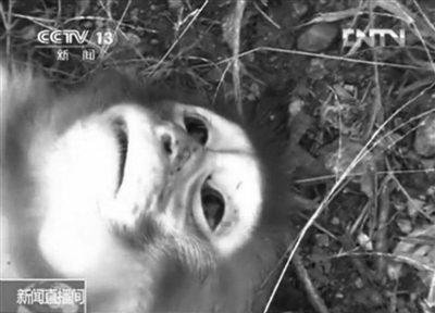 在資溪縣一國有林場，剛剛被槍殺的獼猴。