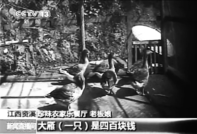 資溪縣珍味農(nóng)家樂餐廳老板娘介紹，店內(nèi)大雁一只要四百元。