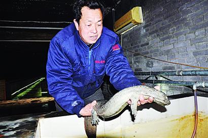 23條娃娃魚(yú)賣出20萬(wàn) 高檔酒店?duì)幭噘?gòu)買