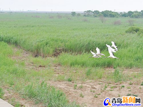 丹頂鶴低飛過蘆葦  